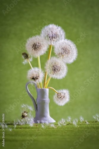 Fluffy dandelion flowers in vase; Taraxacum Officinale	