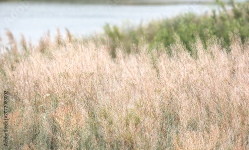 Natural background featuring a dense field of tall wild grass under soft daylight with a water body in the blurred background. Ideal for commercial layout, sustainable lifestyle designs