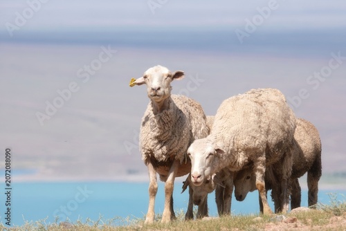 Flock of sheep standing on a grassy hill near a blue lake under a clear sky. Commercial background for travel, livestock farming, eco tourism, wool production and sustainability layouts 