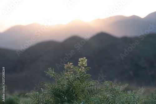 Wild green mountain herbs and flowers close up with blurry layered hills at sunset. Commercial background for eco tourism, natural cosmetics advertising, mindfulness and travel lifestyle concepts.