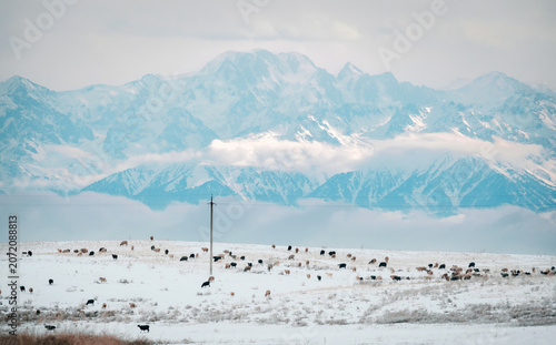Winter landscape in Almaty region, Kazakhstan. Snow covered field with grazing sheep herd near high Tian Shan mountains, perfect for travel banner, background, agricultural lifestyle or copy space.