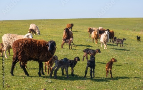 Flock of domestic fat-tailed sheep grazing on green grass pasture in spring. Authentic livestock farming background with copy space for agricultural, sustainability, organic meat production themes.