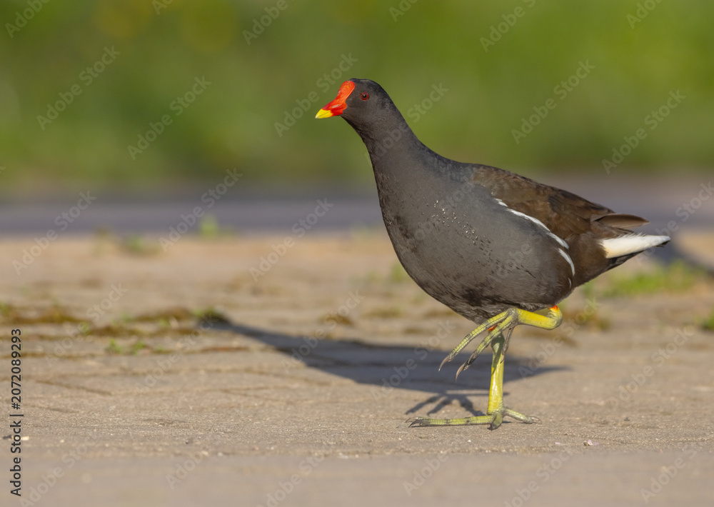 Obraz premium The common moorhen - adult bird in spring