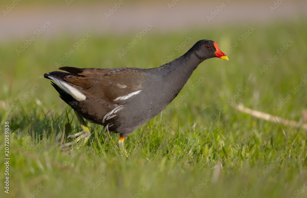 Fototapeta premium The common moorhen - adult bird in spring