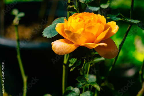 Closeup of blooming orange rose flower in botanical garden.