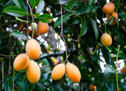Bunches of marian prum fruit