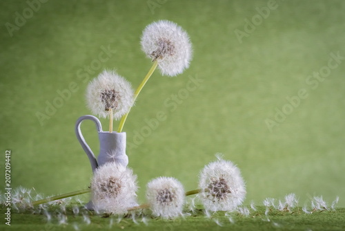 Fluffy dandelion flowers in vase; Taraxacum Officinale	