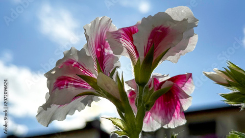 Blooming pelargonium flowers on a balcony or terrace against a bright blue sky