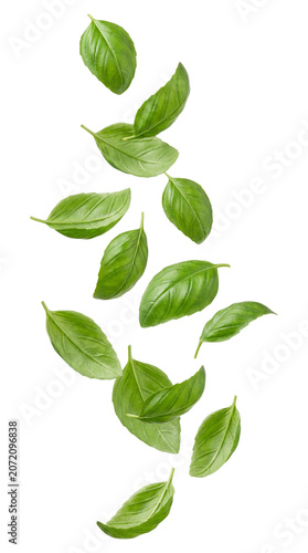 Basil leaves falling vibrant green on transparent background