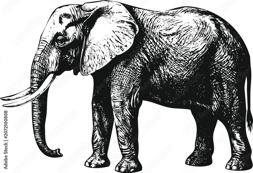 Fototapeta premium African Elephant standing in profile with detailed texture and stark contrast during a studio shot concept for wildlife campaigns