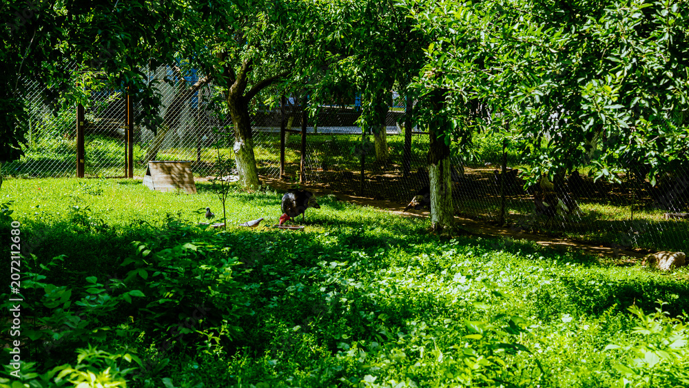Fototapeta premium Green garden with lush grass and trees, a person tending to plants in the background, surrounded by a fenced area and bright sunlight filtering through leaves