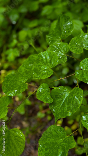 Close-up of fresh green tree leaves after rainfall, covered with tiny water droplets