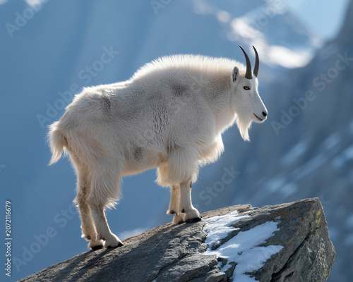 Mountain goat on rocky outcrop in snowy mountains animal