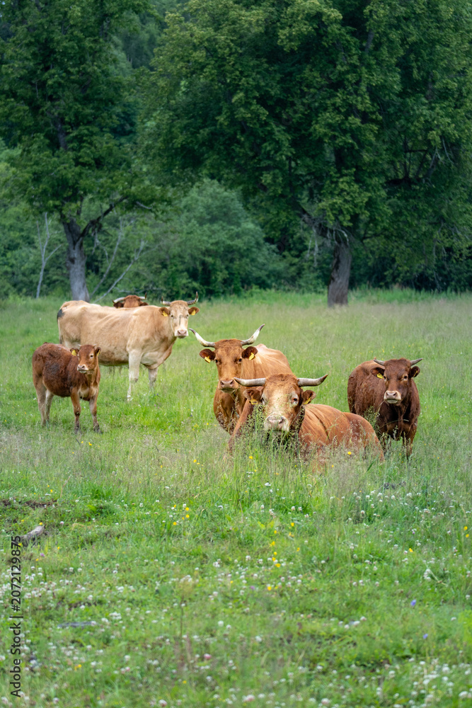Fototapeta premium Cattle Herd and Calves Grazing on Organic Pasture in Sustainable Livestock Farming Landscape