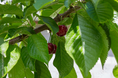 Photography Sweet cherry branch with few ripe berries close-up