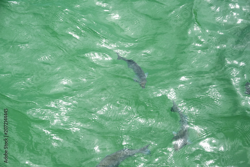 Fish swimming in green water.