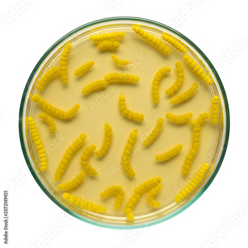 Yellow bacteria colonies growing in a glass petri dish isolated on transparent background, illustration