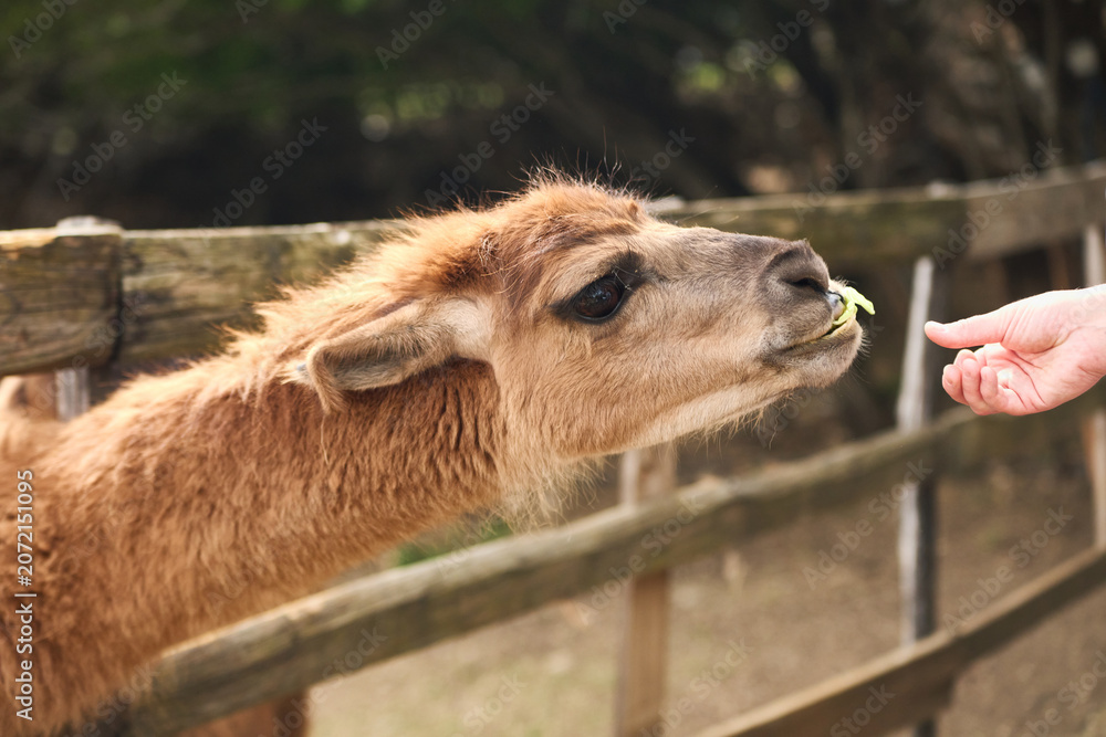 Fototapeta premium A llama reaches toward food from a human hand near a wooden fence. Warm natural light creates friendly countryside interaction atmosphere.