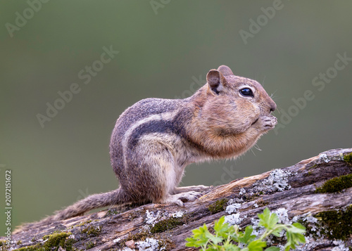 Golden-mantled Ground Squirrel with a full mouth 