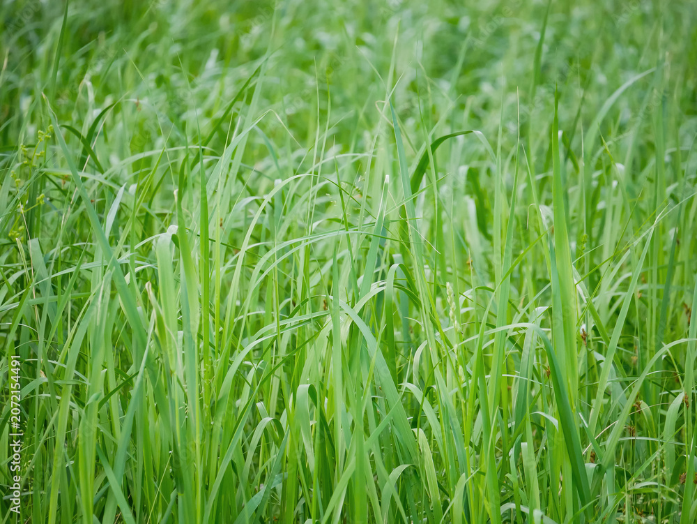 Fototapeta premium Fresh green grass growing in meadow. Lush wild lawn texture in field. Natural spring vegetation background for ecology concept and environmental design. Organic outdoor plant setting.