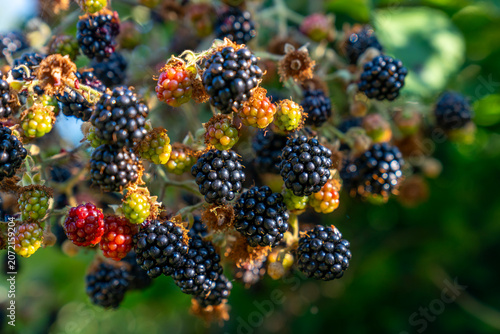 Lush Ripening Wild Blackberries in the Sunshine. Fresh, ripening blackberries on the bush. 
