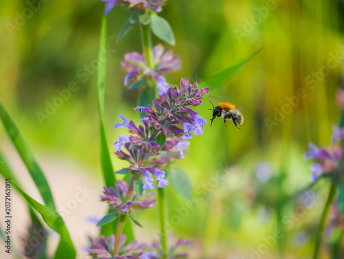 Bumblebee flying near purple flower in garden. Pollination process in sunny spring meadow. Macro insect life and nature conservation concept. Wildlife ecological habitat environment.
