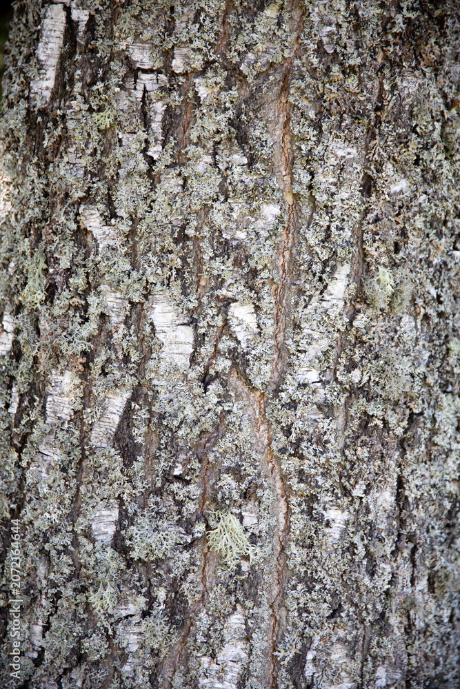 Fototapeta premium Close-up texture of birch tree bark