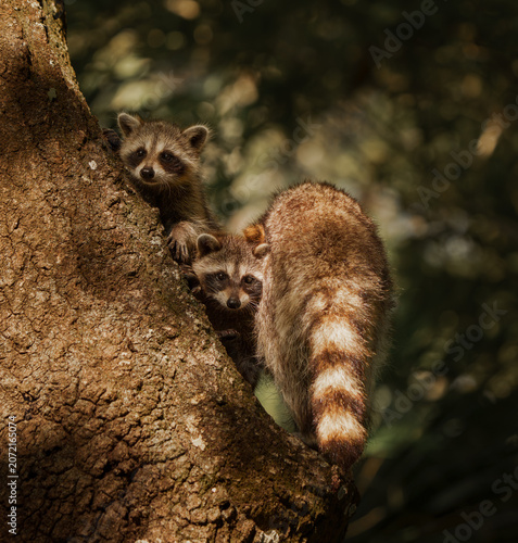Two raccoon kits peeking outside with mom at their side.