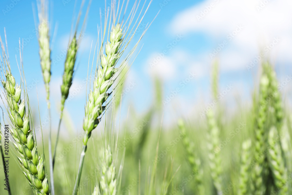 Obraz premium Wheat spikes growing in field outdoors, closeup. Space for text
