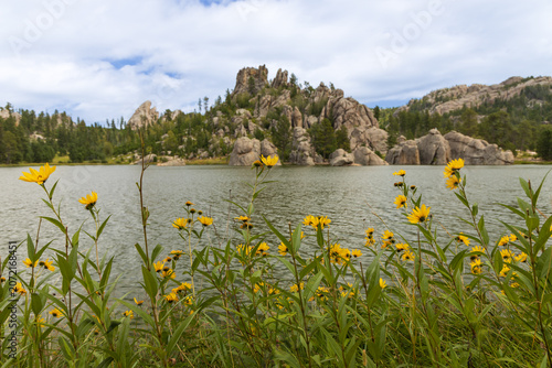 Fotografi Wildflowers along the Sylvan Lake shore trail at Custer State Park, South Dakota