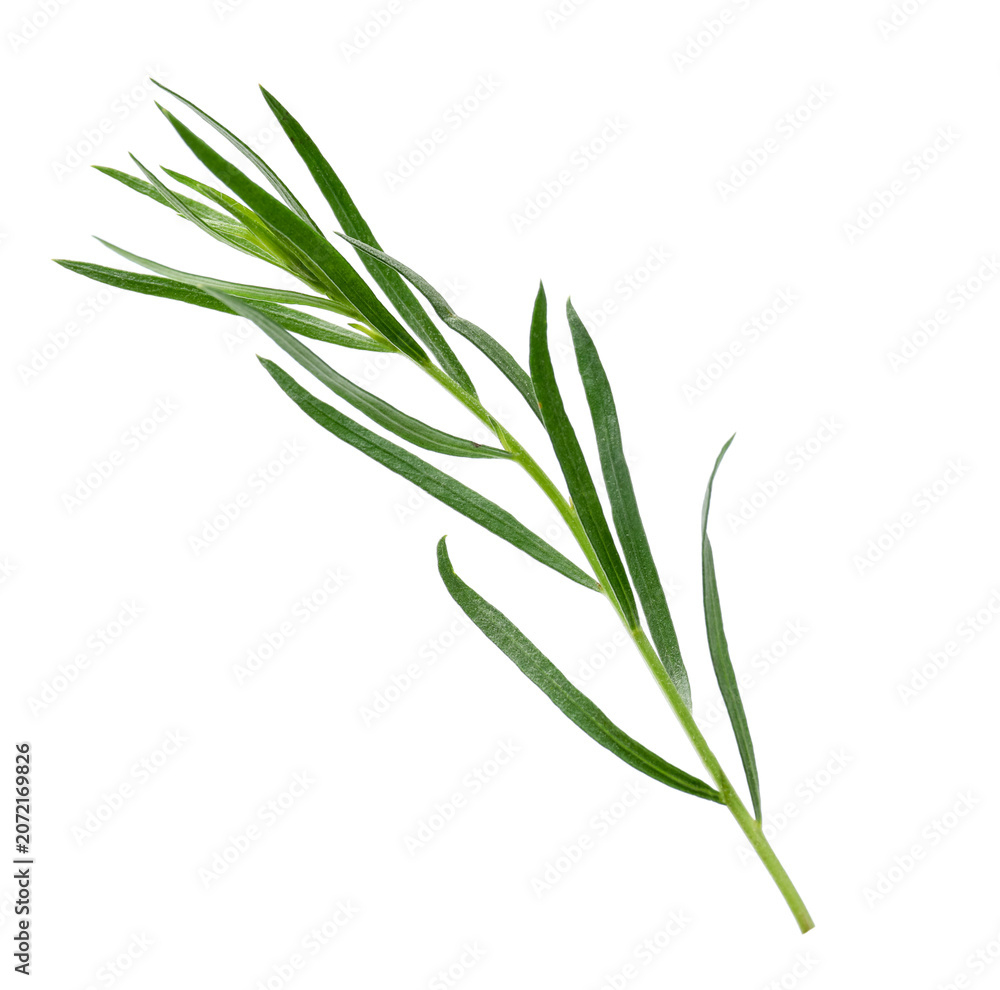 Obraz premium Sprig of fresh tarragon isolated on white