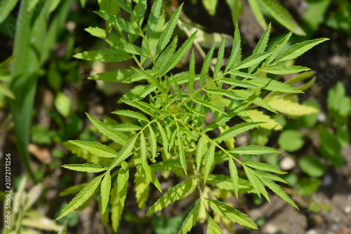 Fotografija Pinnate green leaves of Mexican marigold growing in the sun - latin name - Tagetes erecta Mr