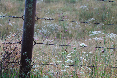 Rural Country Micro Landscape with Field of White Wildflowers and Barbed Wire Fence