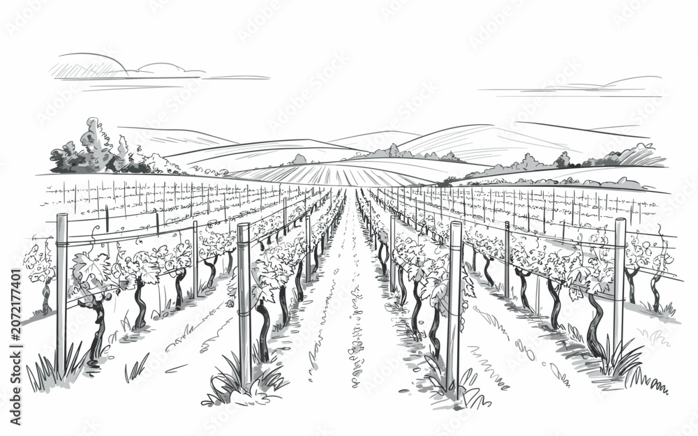 Fototapeta premium Peaceful hand-drawn sketch of rows of grapevines on rolling hills under bright morning light in a rural winery setting.
