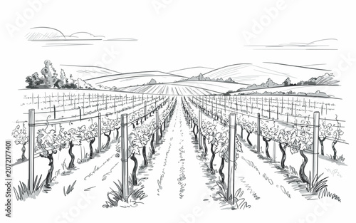 Peaceful hand-drawn sketch of rows of grapevines on rolling hills under bright morning light in a rural winery setting.
