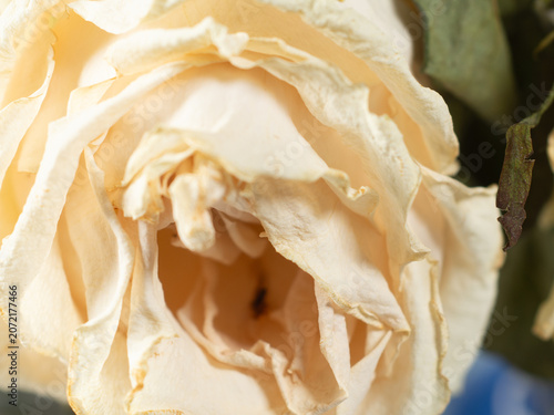 Schilderij op canvas Withered rose showing natural cycle of decay