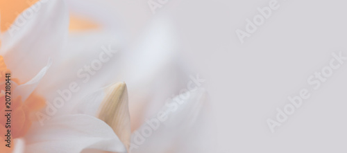 Fotografi Smoke Close-up selective soft focus cream beige white, yellow Narcissus Flower bud, Petals