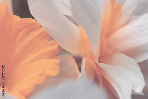 Obraz na płótnie Smoke Close-up selective soft focus cream beige white, yellow Narcissus Flower bud, Petals, pestle; stamen