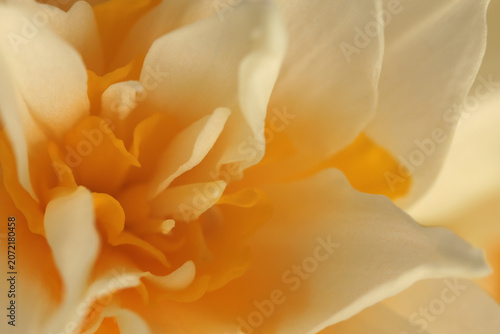 Foto Smoke Close-up selective soft focus cream beige white, yellow Narcissus Flower bud, Petals
