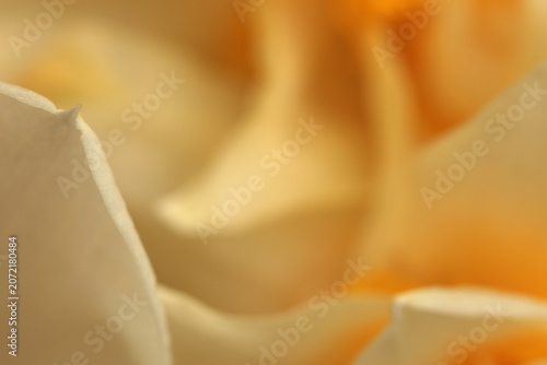 Photography Smoke Close-up selective soft focus cream beige white, yellow Narcissus Flower bud, Petals