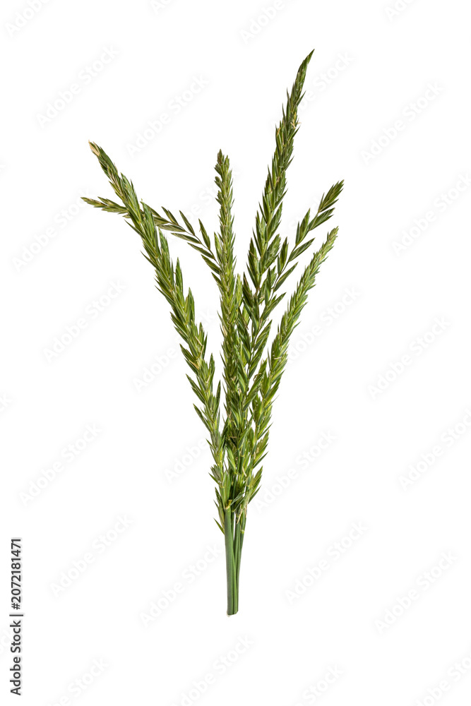 Fototapeta premium Closeup ryegrass inflorescence spikelets agricultural botany ecological texture