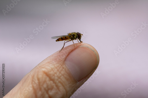 Hoverfly sitting on a human finger, close up macro of a harmless pollinating insect