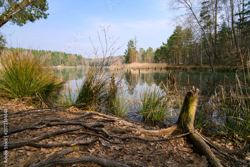 lake in the woods with pine in the front
