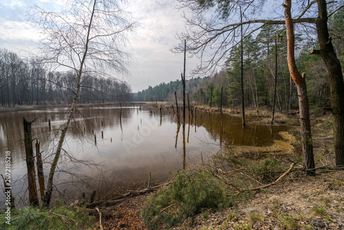 lake in the forest