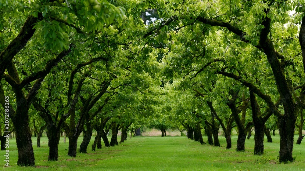 Obraz premium An ic wide shot capturing an elegant fruit tree orchard with delicate accents and beautiful contours inviting explo n of nature s beauty