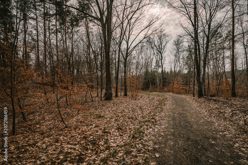 path in the forest