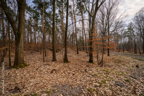autumn in the forest