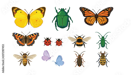 Insects and bugs vector collection with colorful butterflies bumblebee honeybee ladybugs green scarab and beetles illustration set