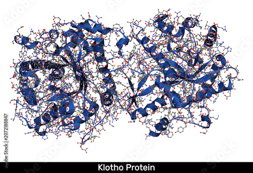 Fotografía Klotho protein molecule, enzyme, alpha klotho monomer structure, anti aging long