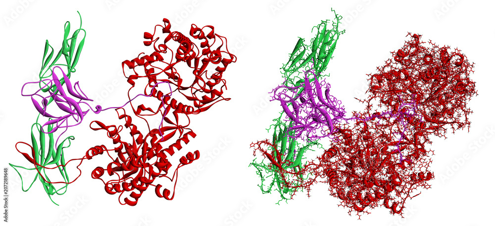 Fototapeta premium Alpha klotho and fgfr1c receptor complex with fgf23 hormone molecule, therapeutic focus for longevity research, 3d render